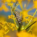 B&B Goknar Knidos Nature And Farm (adults Only) 닷차