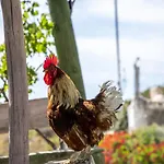 Goknar Knidos Nature And Farm (adults Only) 3*