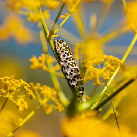 Nocleg ze śniadaniem Goknar Knidos Adults Only Eco Retreat And Farm Datça