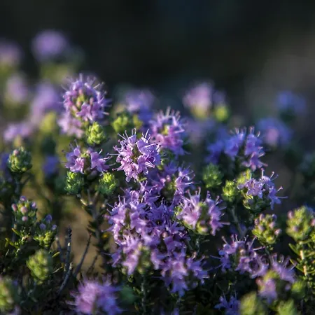 Goknar Knidos Adults Only Eco Retreat And Farm 4* Datça