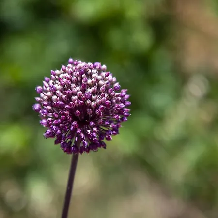 לינה וארוחת בוקר Goknar Knidos Nature And Farm (adults Only)